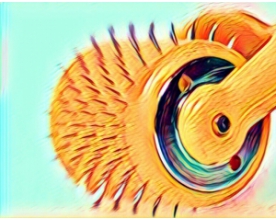 Dermarroller